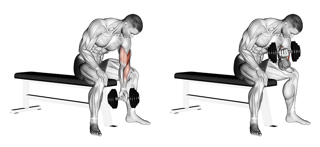 Best Bicep Exercises