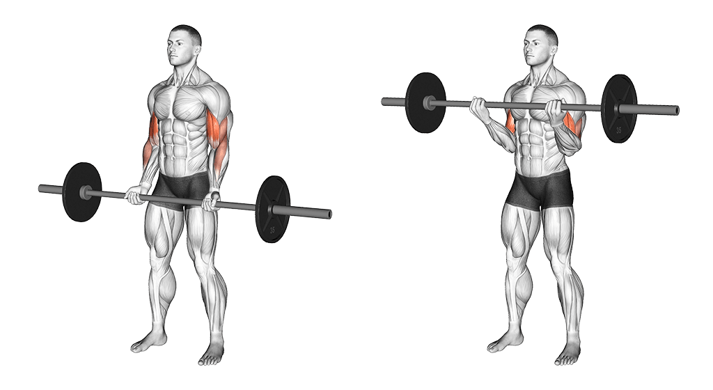 Best Bicep Exercises