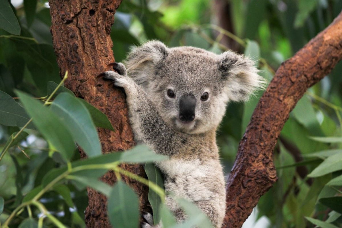 lone pine koala sanctuary
