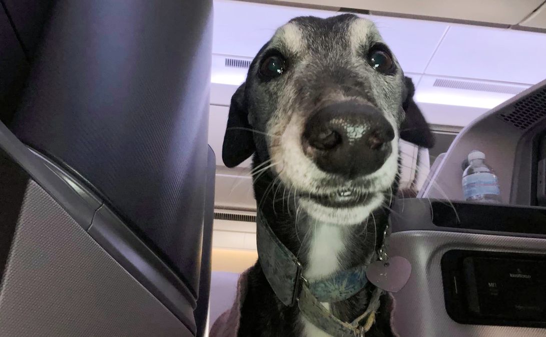 Lewis Greyhound Dog Business Class Singapore Airlines Executive Traveller Story