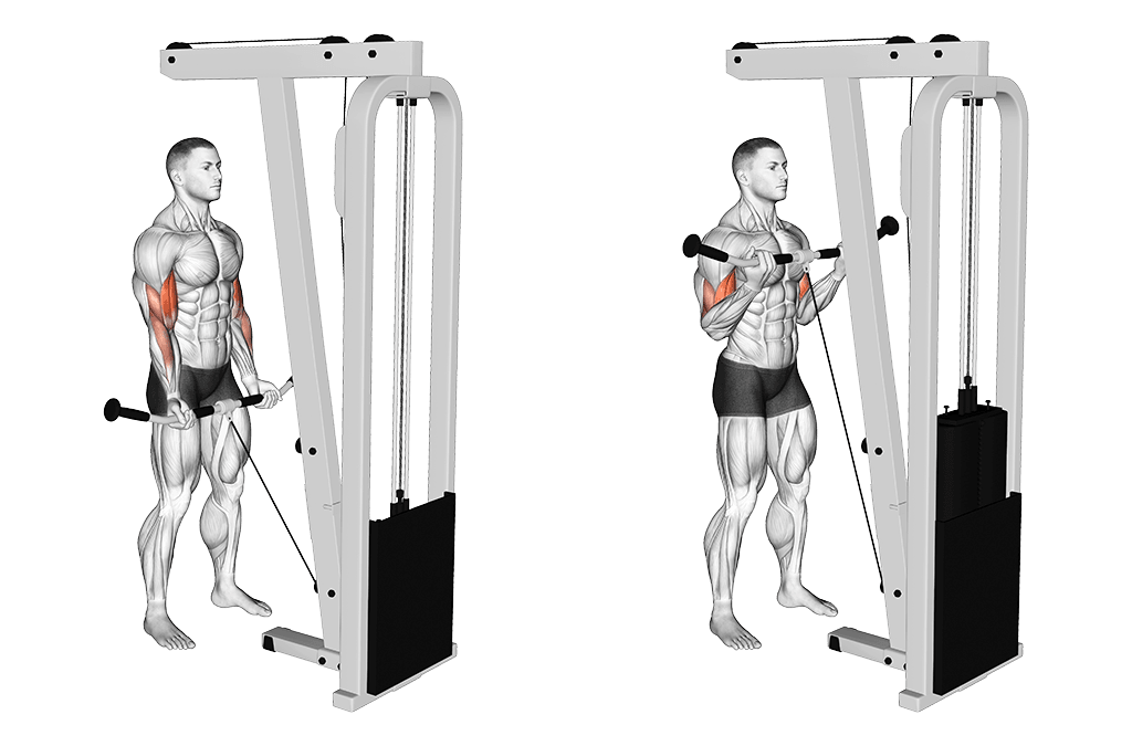 Best Bicep Exercises