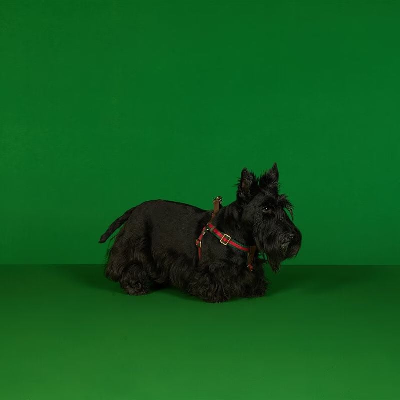 gucci pet collection