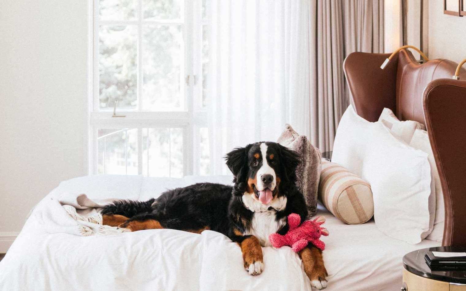 St. Regis Aspen Resort’s ‘Fur Butler’ Job To Take Care Of Their Adorable Mountain Dog