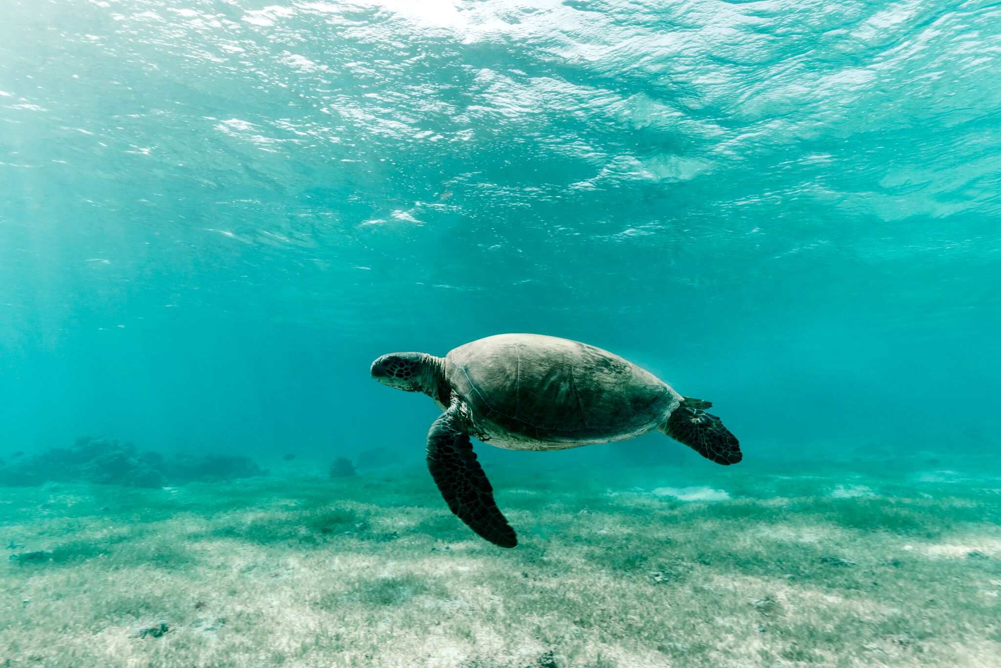 Lord Howe Island Listed In Lonely Planet’s Top 5 Regions For 2020