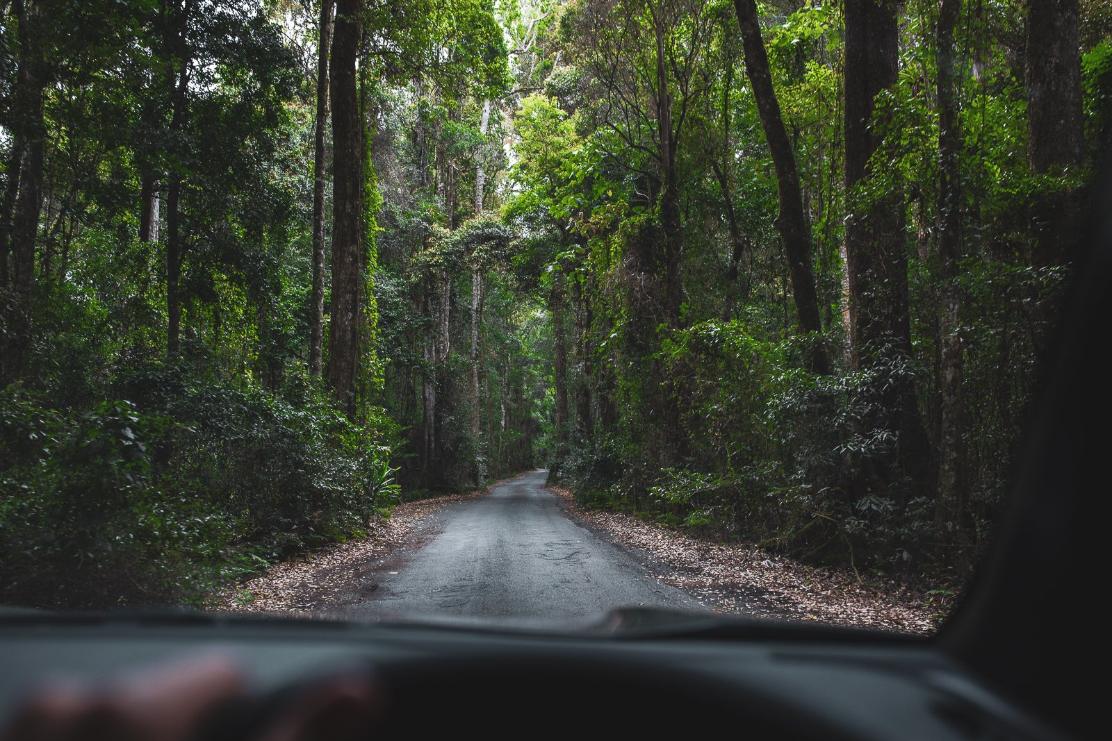 For A Fun Family Adventure, Look No Further Than Lamington National Park