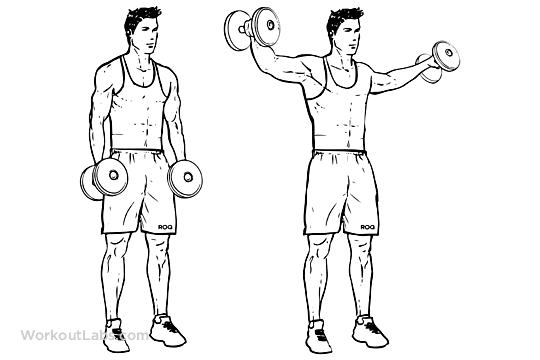 Different shoulder discount muscles and exercises