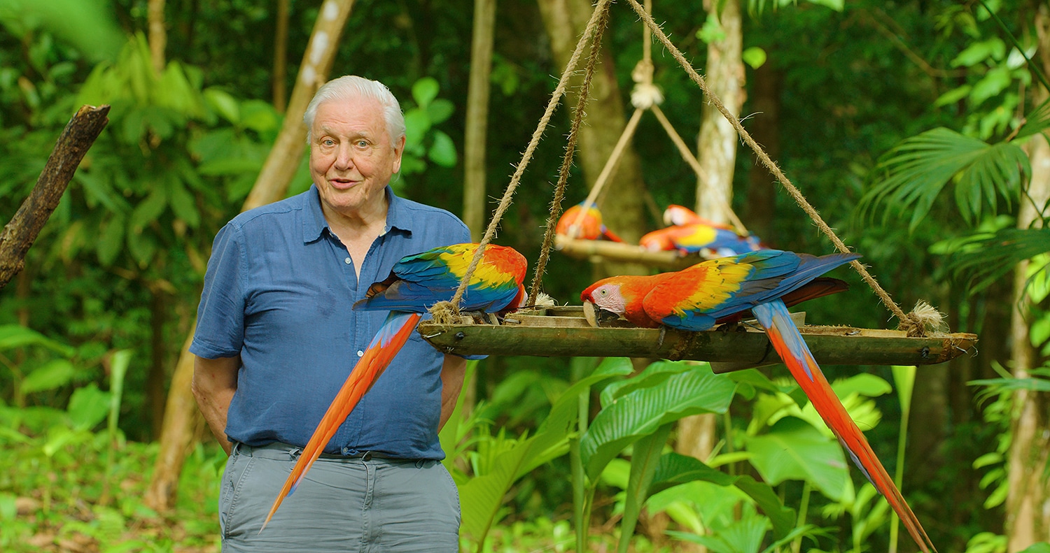 ‘Life In Colour’: Netflix Drops A Trailer For David Attenborough Docuseries