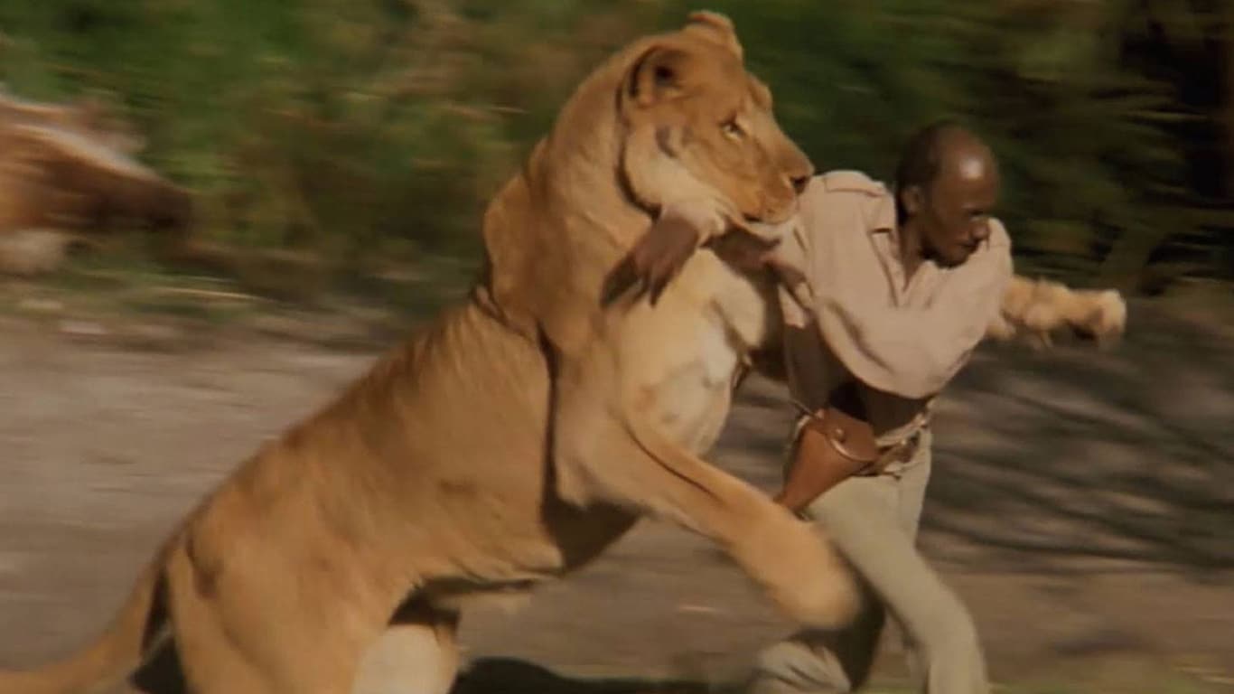 10% Of Men Believe They Can Beat A Lion In A Fist Fight