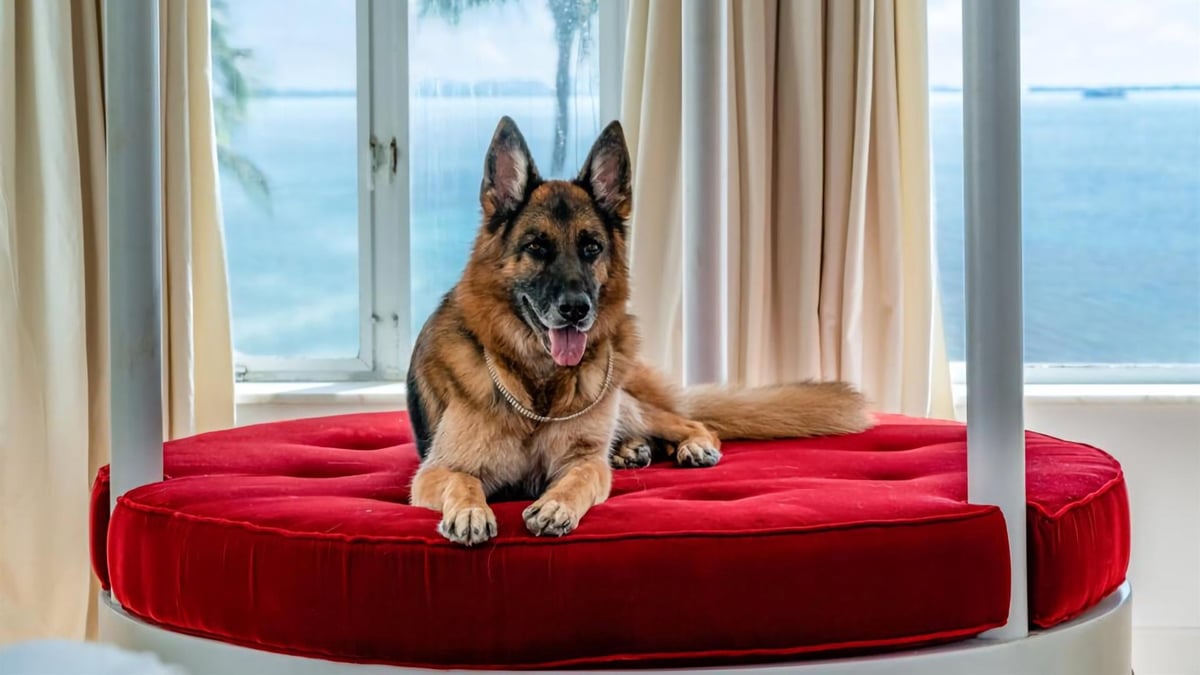 Worthy german sales shepherd home