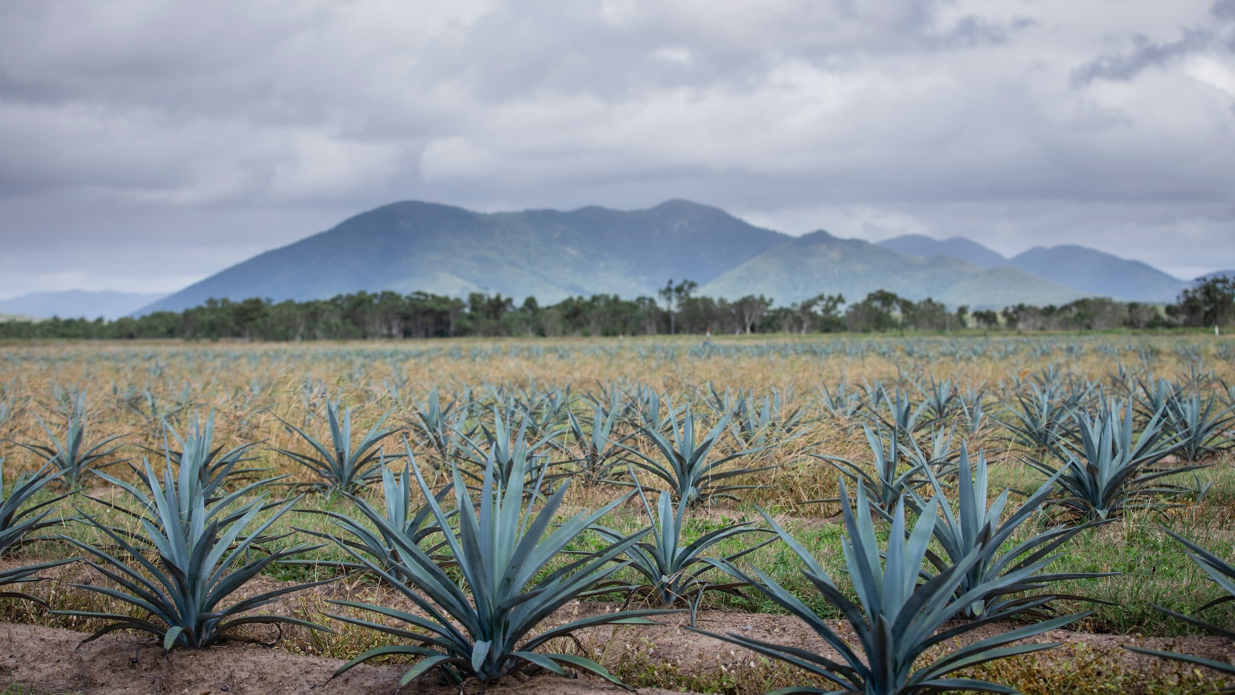 The Australian Agave NFT That Adds A Drop Of Tech To Your Tipple