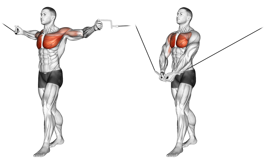 cable crossover muscles worked