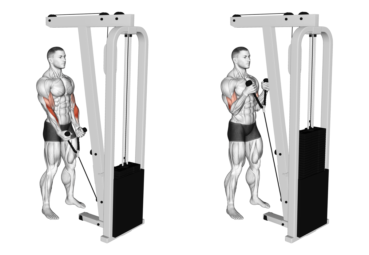 Bicep shop cable workouts