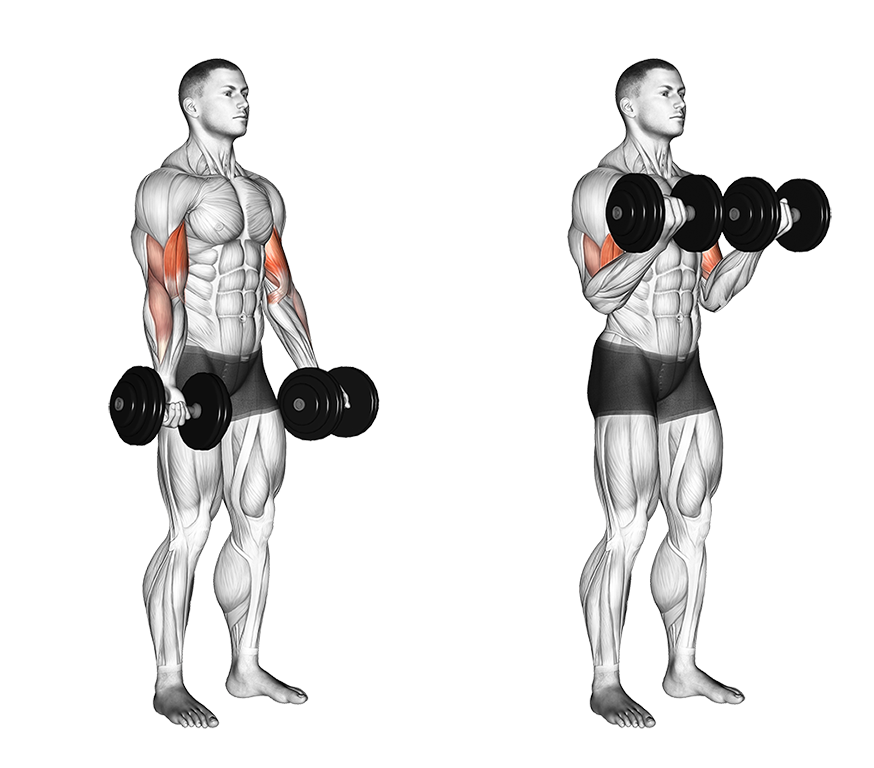 Most effective bicep exercises best sale with dumbbells