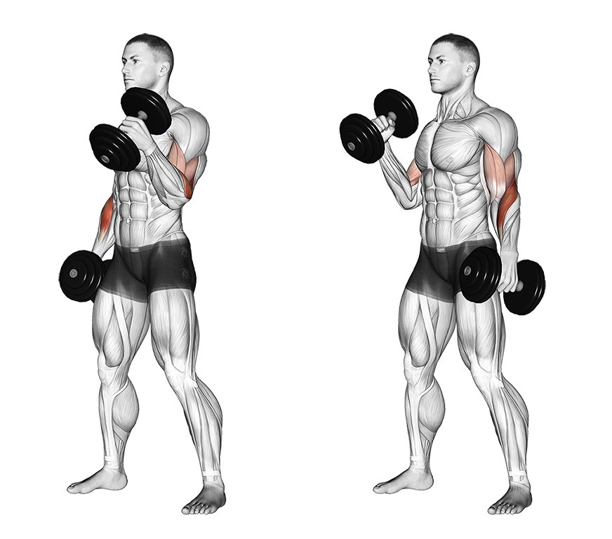 Dumbbell Hammer Curl