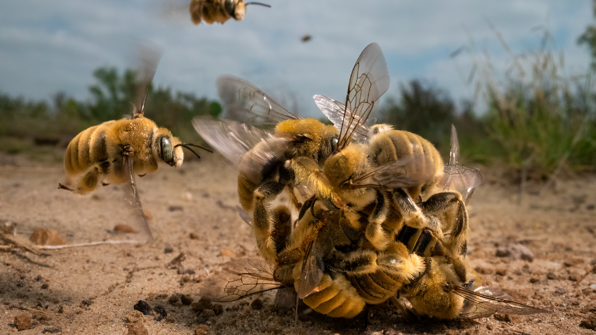 Wildlife Photographer Of The Year 2022 Winners