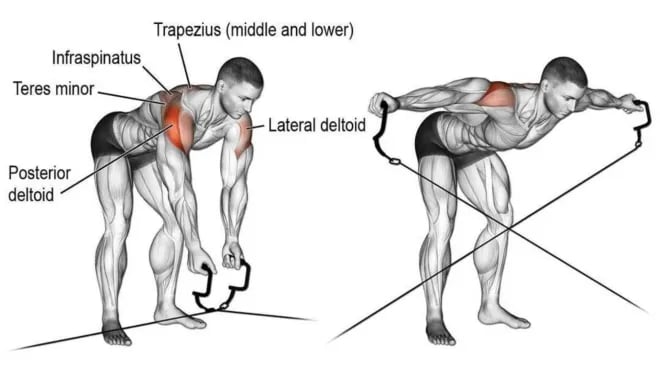 Rear delt machine online muscles worked