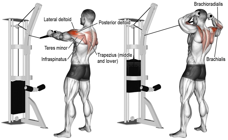 Rope rear online delt