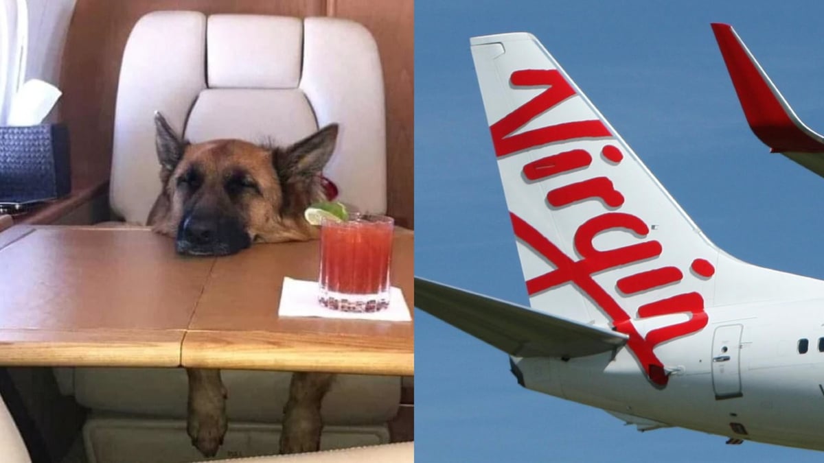 Virgin travelling 2024 with pets