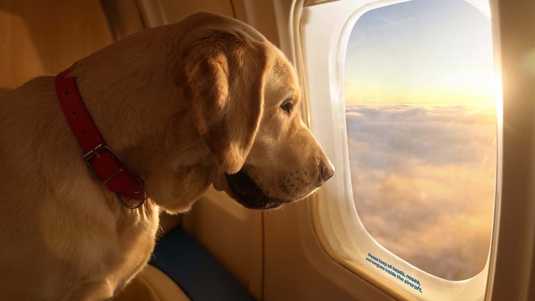 Introducing Bark Air: The Dog-First Airline For VIPs (Very Important Pups)