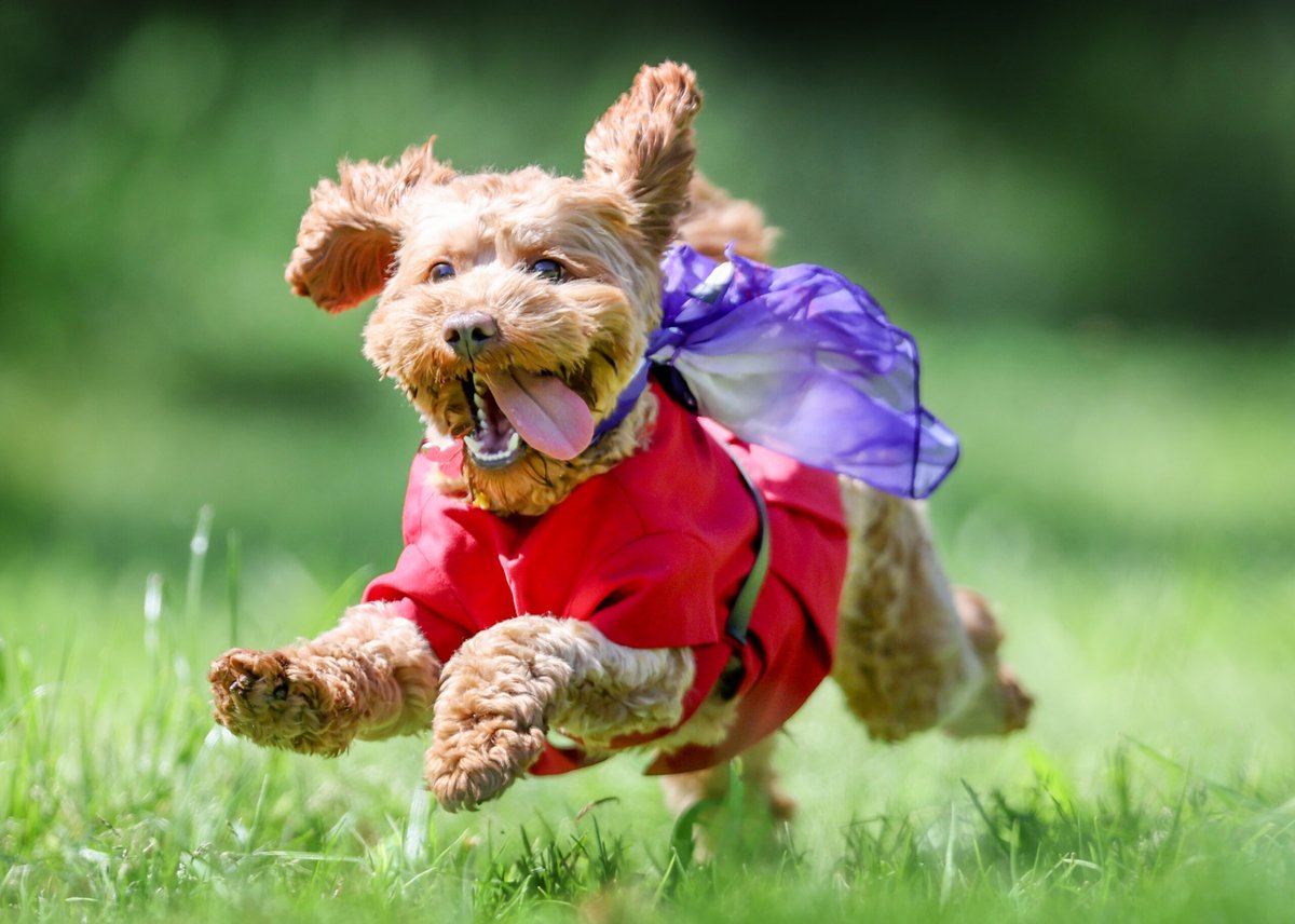 virgin australia pets