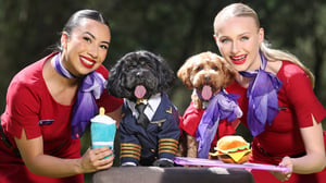 Virgin Australia Prepares To Trial Pet-Friendly Flights