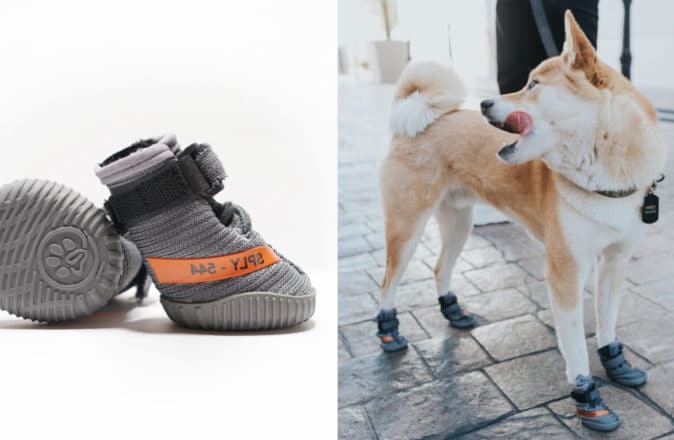 dog yeezys