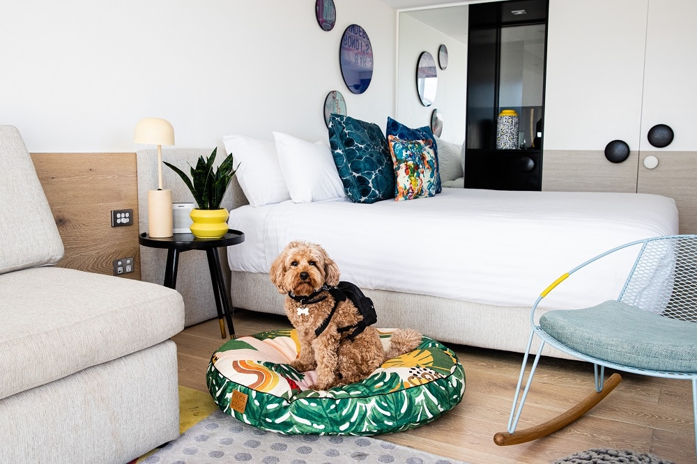 The Best Dog-Friendly Luxury Hotels In Sydney - Boss Hunting