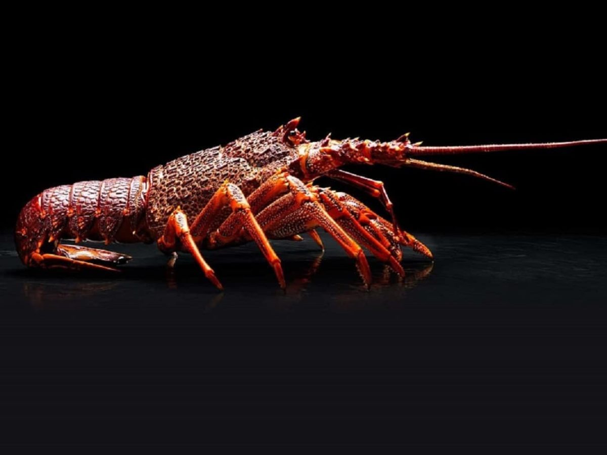 Australian Lobster Prices At All Time Lows Due To China Trade Tensions