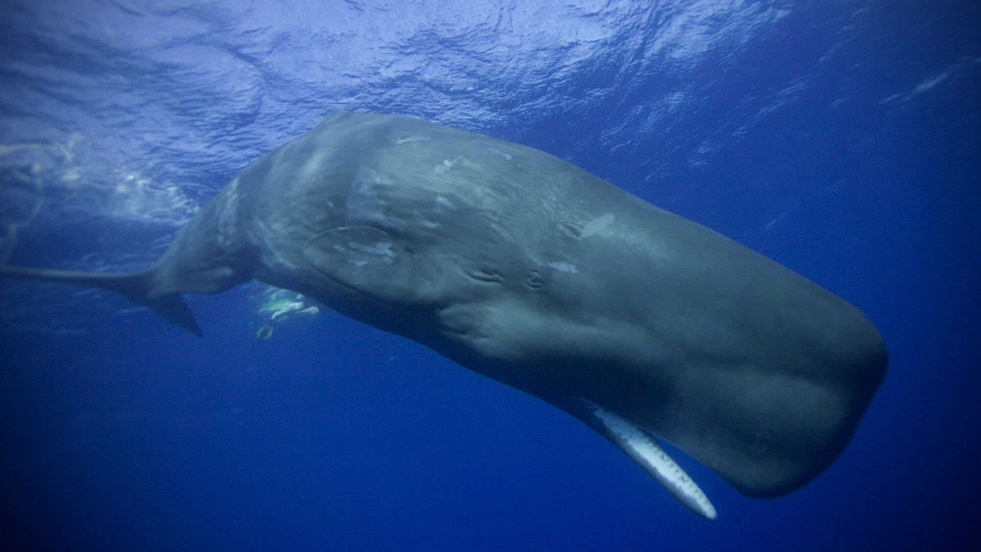 Whale перевод животное