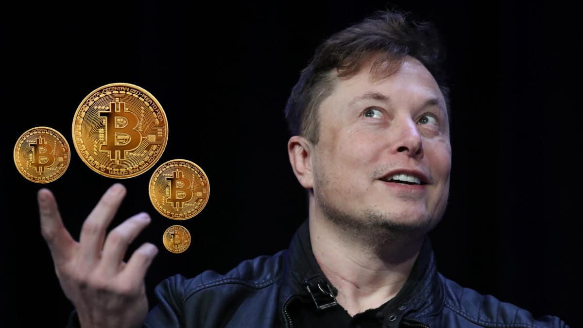 elon musk crypto price