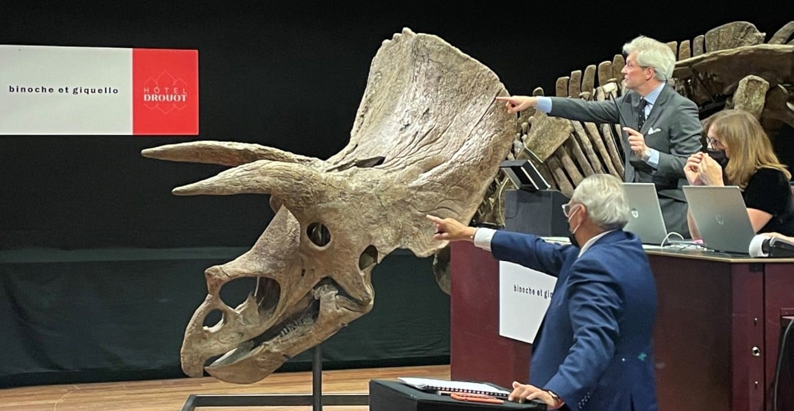 big john triceratops auction