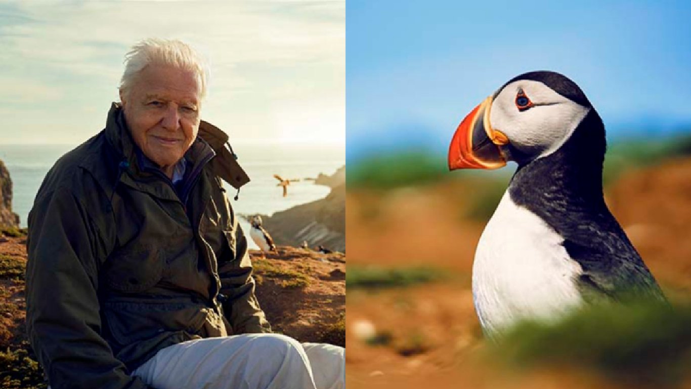Wild Isles David Attenborough's Next Nature Doco Is On The Way