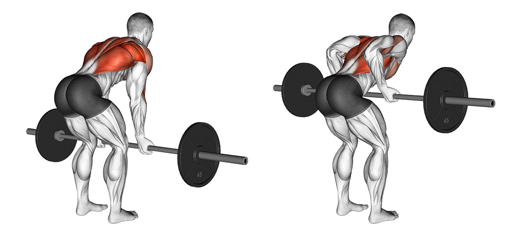 The 15 Best Bicep Exercises & Workouts For Men | Boss Hunting